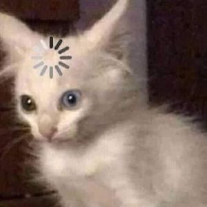 Meet your Posher, Alison